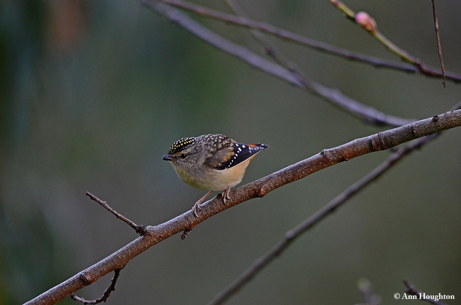 Pardalote_Spotted_2013-09-01