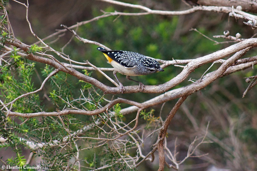 Pardalote_Spotted_2013-11-06_1