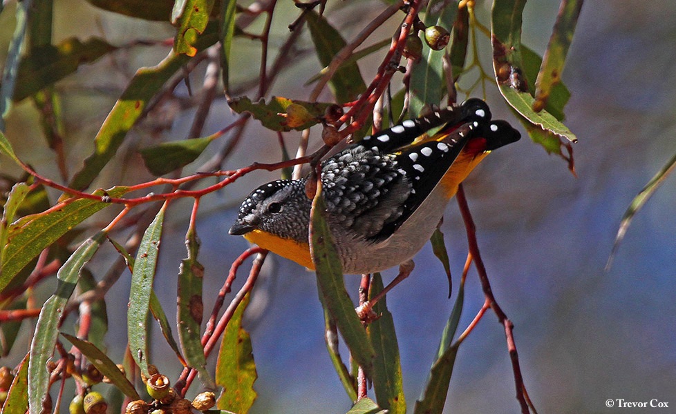 Pardalote_Spotted_2014-04-14_1