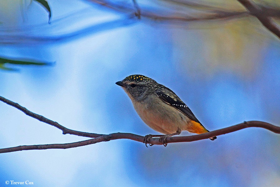 Pardalote_Spotted_2014-04-14_2
