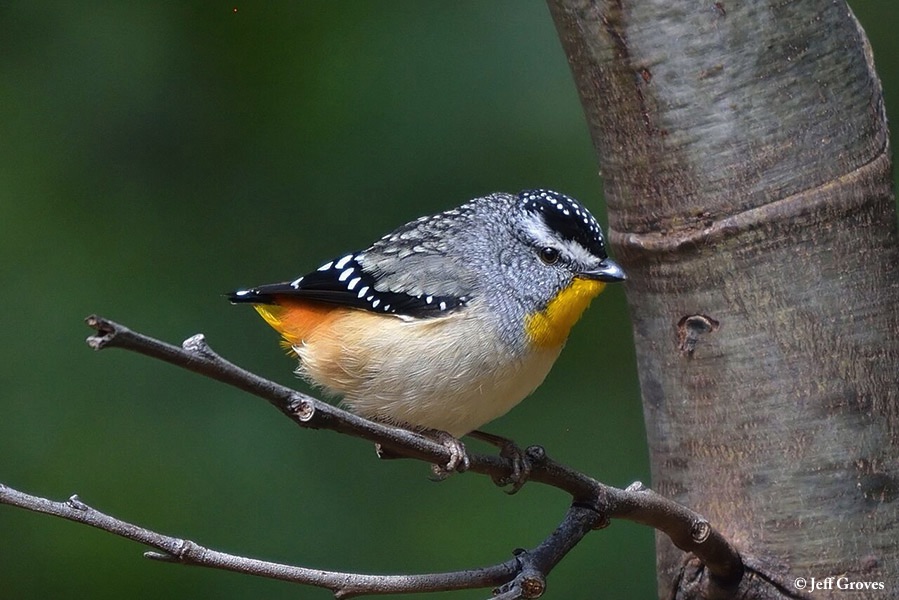Pardalote_Spotted_2015-11-06