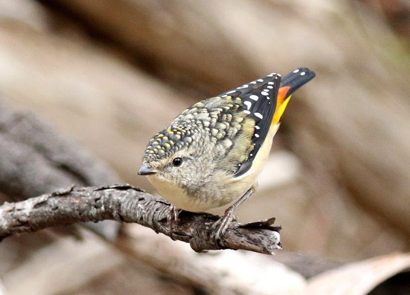Pardalote_Spotted_2018-04-16_2