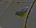 Pardalote_Spotted_2013-08-10
