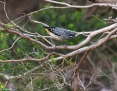 Pardalote_Spotted_2013-11-06_1