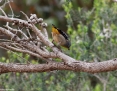 Pardalote_Spotted_2013-11-06_2