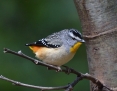 Pardalote_Spotted_2015-11-06