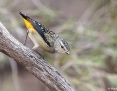 Pardalote_Spotted_2018-04-16_1