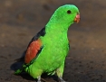 Parrot_Redwinged_2019-07-11