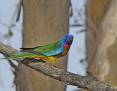 Parrot_Scarletchested_2014-10-20