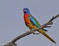 Parrot_Scarletchested_2014-10-20_2