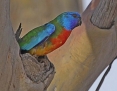 Parrot_Scarletchested_2014-10-20_3