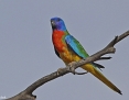 Parrot_Scarletchested_2014-10-20_4