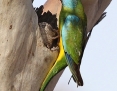 Parrot_Scarletchested_2014-11-04_3
