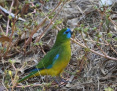 Parrot_Turquoise-_2022-04-06_1