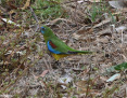 Parrot_Turquoise_2022-04-06_2