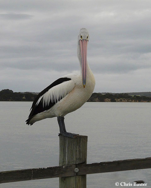 Pelican_Australian_2009-07-24