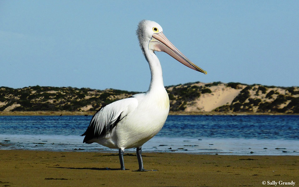 Pelican_Australian_2014-08-13
