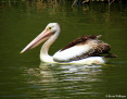 Pelican_Australian_2014-02-27_1