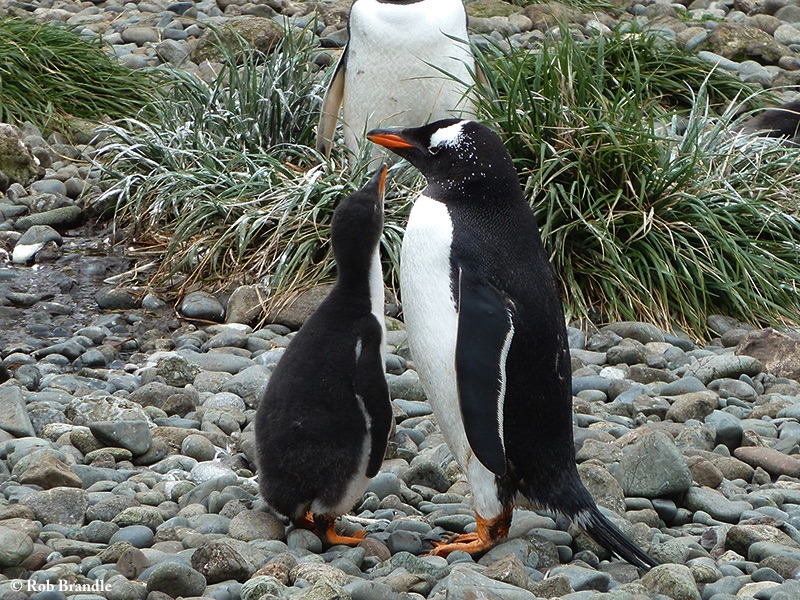 Penguin_Gentoo_2010-11-15