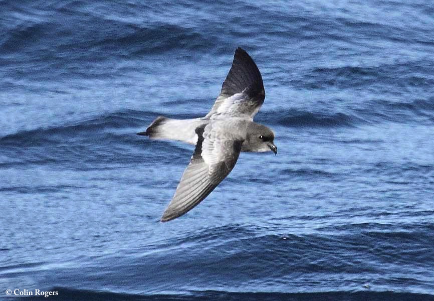 Petrel_Greybacked_Storm_2010-05-09