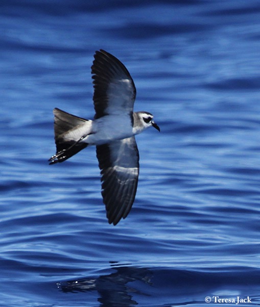 Petrel_Whitefaced_Storm_2014-02-02