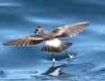 Petrel_Whitefaced_Storm_2011-01-16_1