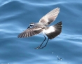 Petrel_Whitefaced_Storm_2011-01-16_2