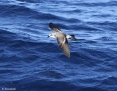 Petrel_Whitefaced_Storm_2014-04-06