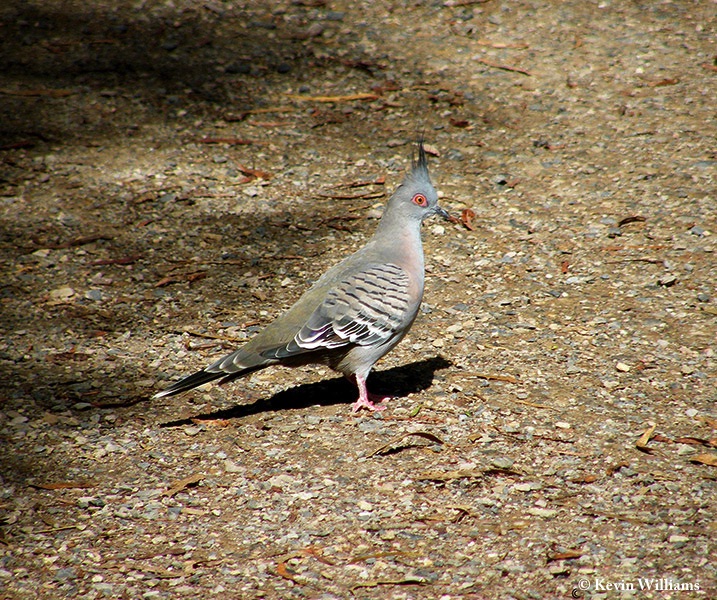 Pigeon_Crested_2010-04-08