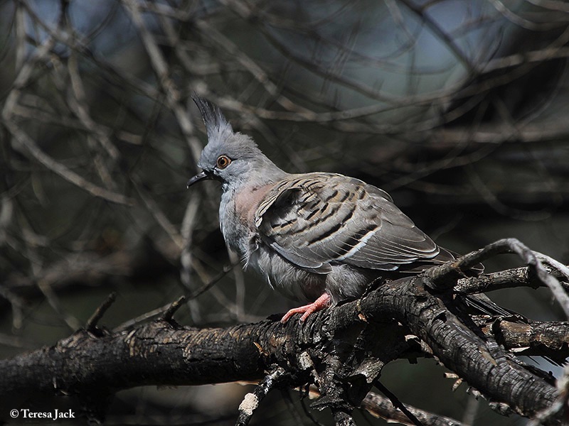 Pigeon_Crested_2013-09-18_1
