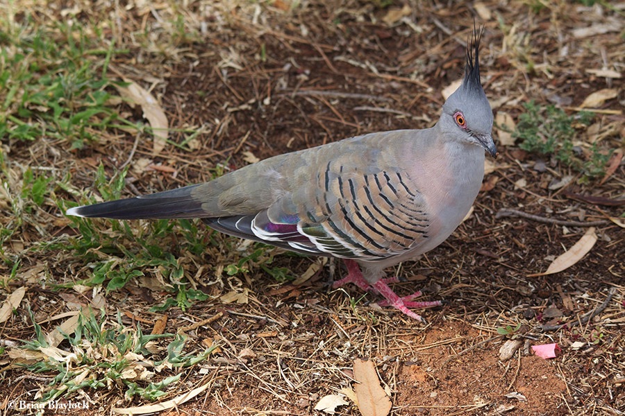 Pigeon_Crested_2015-04-04_1