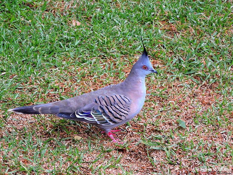 Pigeon_Crested_2016-03-07_1