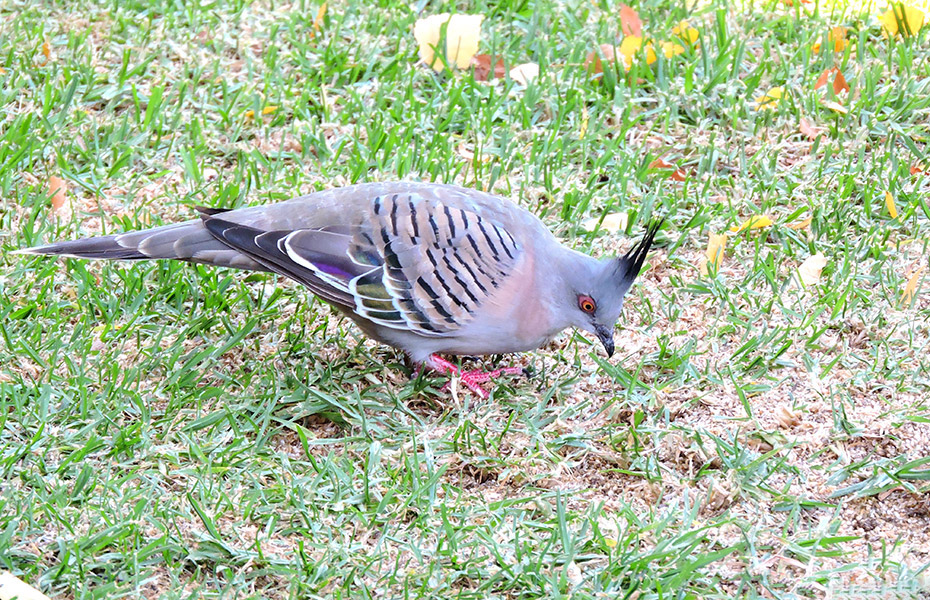 Pigeon_Crested_2016-03-11_2