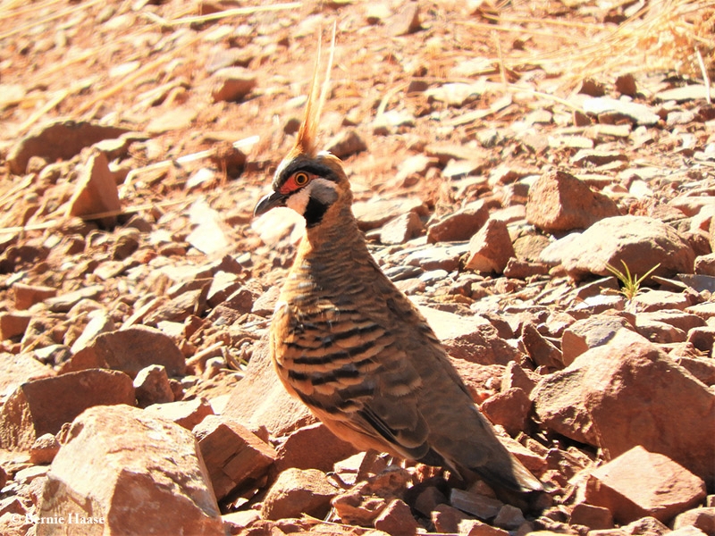 Pigeon_Spinifex_2019-08-24