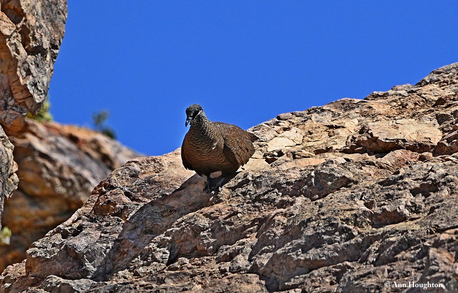 Pigeon_Whitequilled _Rock_2013-06-29