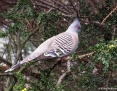 Pigeon_Crested_2009-09-28