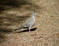 Pigeon_Crested_2010-04-08