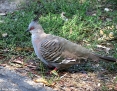 Pigeon_Crested_2012-03-19