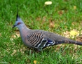Pigeon_Crested_2016-03-11_2