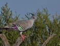 Pigeon_Crested_2021-11-06