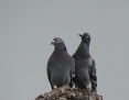 Pigeon_Crested_2011-09-10