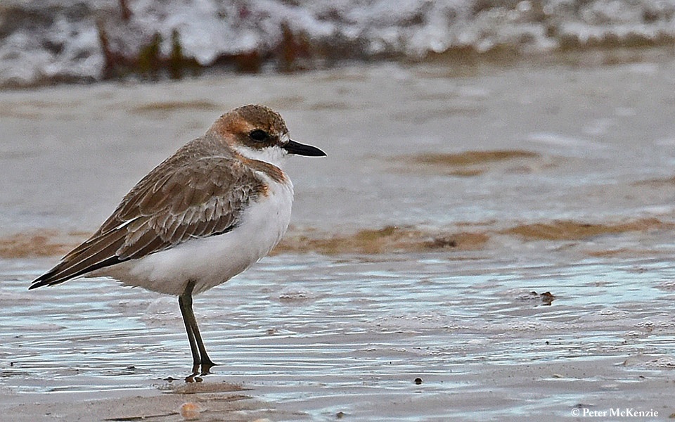 Plover_Greater_Sand_2019-03-11_1
