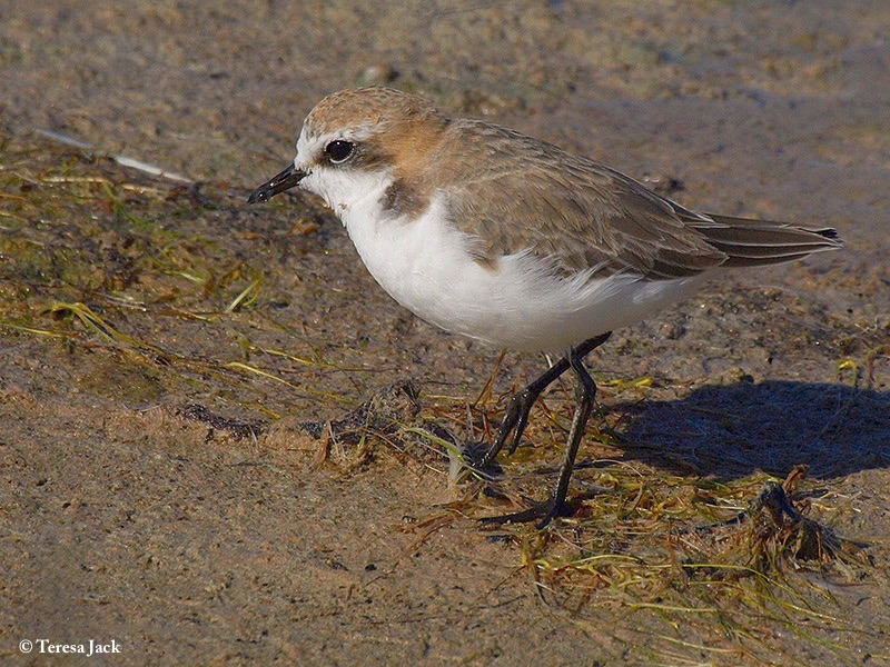 Plover_Redcapped_2011-01-22
