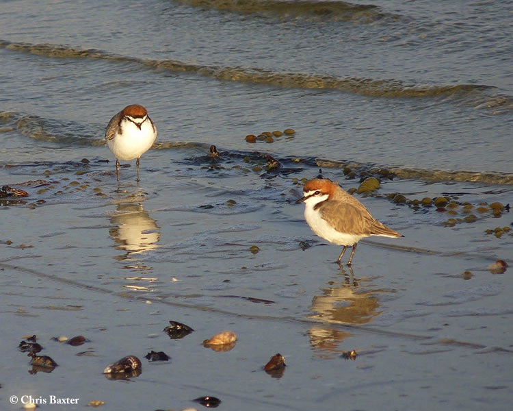 Plover_Redcapped_2011-05-11