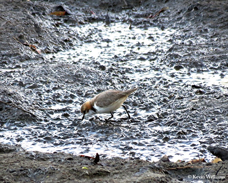 Plover_Redcapped_2013-01_28_2