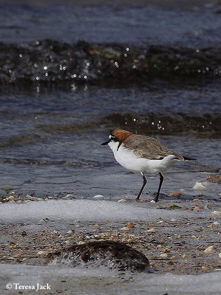 Plover_Redcapped_2013-11-23