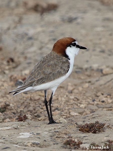 Plover_Redcapped_2014-11-29_2