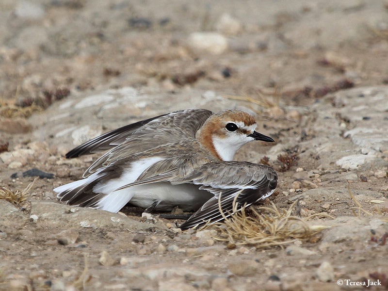 Plover_Redcapped_2014-11_29_1