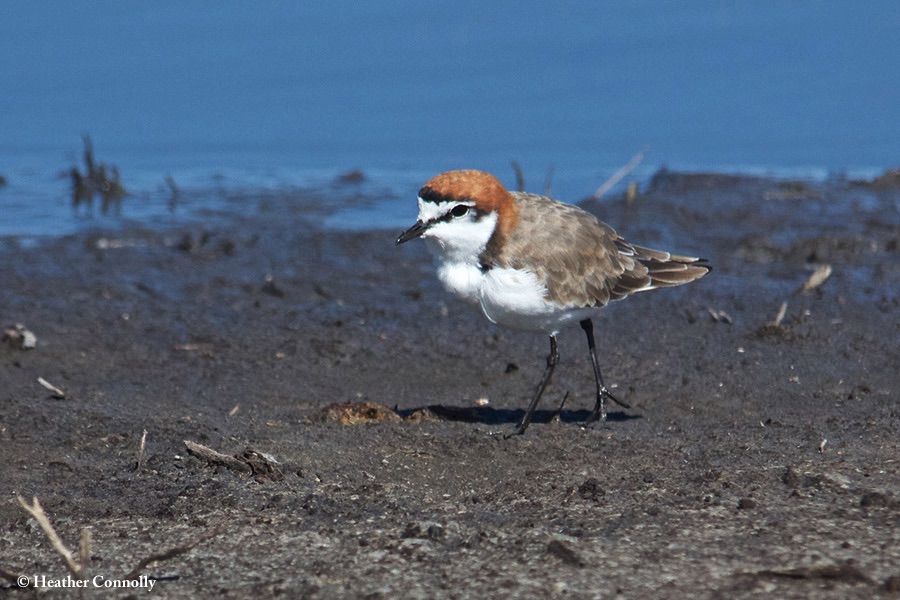 Plover_Redcapped_2018-02-02_2