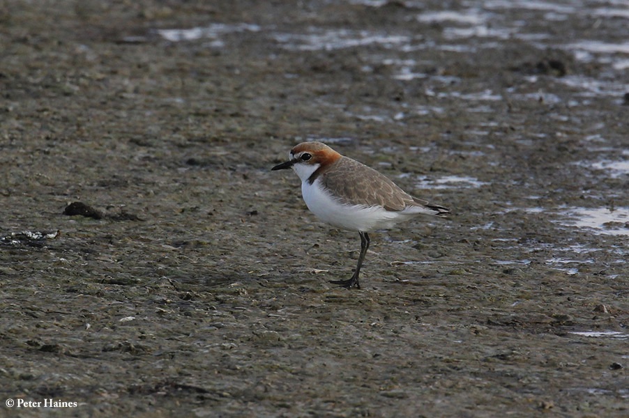 Plover_Redcapped_2019-06-16_1